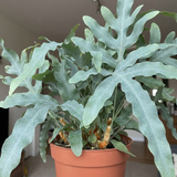 1 Phlebodium Aureum Blue Star Fern Houseplant, Pet Friendly Easy Care Indoor Plant, 17cm Root Ball