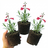 Set of 3 or 6 Penstemon Red Hardy Perennial Plants, Bee Friendly Summer Flowering, Outdoor Garden Ready, 1 Litre Root-Ball