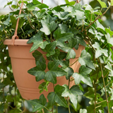 1 Hedera Helix English Ivy Houseplant, Indoor Trailing Hanging Basket, 19cm Root Ball