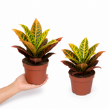Croton Petra Joseph's Coat Variegated Houseplant, 12cm Pots