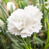 Carnation White