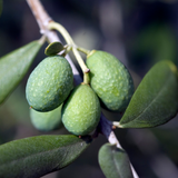 Olive Tree