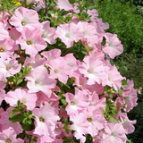 Set of 3 or 6 Large Plants - Petunia Express Apple Blossom, Outdoor Garden Ready