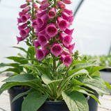 1 Digitalis Hanabee Deep Rose Foxglove Plant, Bee Friendly Hardy Perennial, 3 Litre Root Ball
