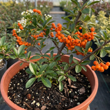 1 Pyracantha Saphyr Orange Firethorn Plant, Evergreen Hardy Hedge Climbing Shrub, 2 Litre Root Ball