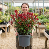 1 Photinia Louise Plant, Hardy Evergreen Red Leaf Hedge Shrub, Outdoor Garden Ready, 26cm Root Ball