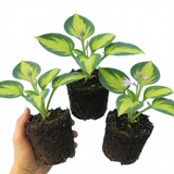 Set of 3 or 6 Large Hosta Plants - Paul's Glory Plantain Lily, Ready to Plant in Your Garden
