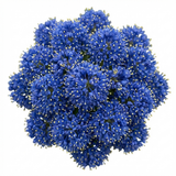 1 Ceanothus Skylark Plant, Hardy Blue Flowering Evergreen Shrub, California Lilac, 3 Litre Root-Ball