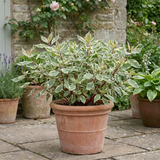 1 Cornus Alba Elegantissima Variegated Dogwood Shrub, Hardy Garden Ready, 3 Litre Root Ball