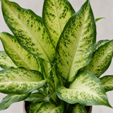 Dieffenbachia Camilla Variegated Dumb Cane, Indoor Houseplant, 12cm Pots