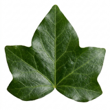1 Hedera Helix English Ivy Houseplant, Indoor Trailing Hanging Basket, 19cm Root Ball