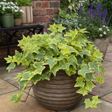 1 Large Plant - Ceanothus Blue Mound, Ready to Plant in Your Garden, 2L Pot