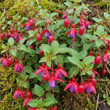 Set of 3 or 6 Large Plants - Fuchsia Tom Thumb, Ready to Plant in Your Garden, 1L Rootballs