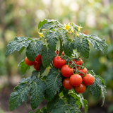 Set of 3 or 6 Tomato Totem Plants, Compact Dwarf Patio Bush Variety, Grow Your Own, Outdoor Garden Ready, 1L Root Ball