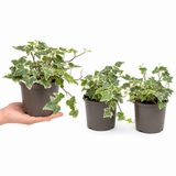 Variegated Ivy Houseplant, Hedera Helix, Indoor Trailing Plant, 12cm Pots