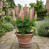 1 Lupin Legendary Rose Shades Plant, Hardy Perennial, Garden Ready, 3 Litre Root Ball