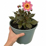 1 Large Plant - Dahlia Dahlegria Pink Flame, Ready to Plant in Your Garden, 3L