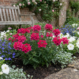 Set of 3 or 6 Verbena Trailing Magelana Hot Rose Plants, Summer Bedding Garden Ready, 10.5cm Root-Ball