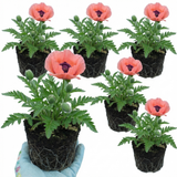 Set of 3 or 6 Papaver Orientale Victoria Louise Hardy Perennial Poppy Plants, Outdoor Garden Ready, 1 Litre Root-Ball
