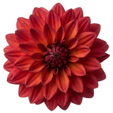 1 Large Plant - Dahlia Maggiore Fun Pomegranate, Ready to Plant in Your Garden