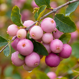 Symphoricarpos Magical Sweet