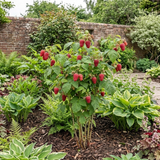 1 Raspberry Glem Ample Summer Fruiting Plant, Hardy Fruit Bush, Garden Ready, 17cm Root-Ball