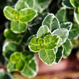 Euonymus Emerald Gaiety