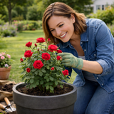 Rose - Bush - Red