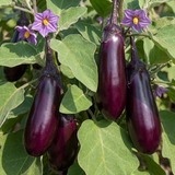Set of 3 or 6 Large Plants - Grow Your Own Aubergine Galine, Outdoor Garden Ready