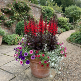 Set of 3 or 6 Lobelia Starship Bronze Leaf Upright Hardy Perennial Plants, Garden Ready, 1 Litre Root Ball