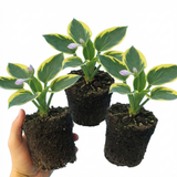 Set of 3 or 6 Large Hosta Plants - Atlantis Plantain Lily, Ready to Plant in Your Garden, 1L