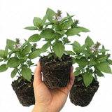 Set of 3 or 6 Basil Tauris Fresh Live Herb Plants, Aromatic Culinary Basil for Cooking & Kitchen Garden, 1 Litre Root Ball