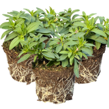 Set of 3 or 6 Large Plants - Calibrachoa Bumble Hot Pink, Outdoor Garden Ready