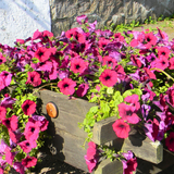 Set of 3 or 6 Large Plants - Petunia Surfinia Deep Red, Outdoor Garden Ready