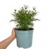 1 Large Plant - Cosmos Apollo White, Ready to Plant in Your Garden, 5L Pot