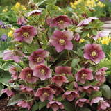 Hellebore Tutu