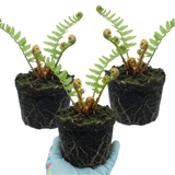 Set of 3 or 6 Dryopteris affinis Montana Male Fern Hardy Evergreen Perennial Plants, Shade Loving Garden Plant, 1L Root Ball