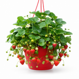 1 Strawberry Toscana Live Plant, 25cm Hanging Basket, Outdoor Garden Ready, Grow Your Own Strawberries