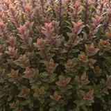 Hebe Little Leaves Red