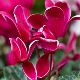 Cyclamen Bicolour Rouge Flame
