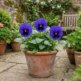 3 Pansy Delta Pro Marina Plants, Hardy Winter & Spring Flowering Pansies, 3 Litre Root Ball