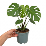 1 Monstera Deliciosa - Swiss Cheese Plant Houseplant, Live Indoor Tropical Plant, 3 Litre Root Ball