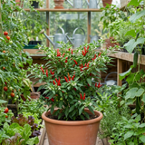 Set of 3 or 6 Large Plants - Grow Your Own Chilli Pepper Apache, Garden Ready