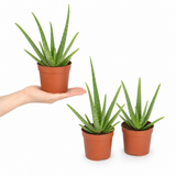 Aloe Vera Plant, Indoor Succulent, Easy Care Houseplant, 12cm 1 Litre Pots
