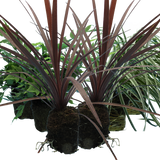 Contemporary Mix - Holly Fern, Grass (Carex Feathe Falls), Cordyline Red Star