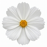 1 Large Plant - Cosmos Apollo White, Ready to Plant in Your Garden, 5L Pot