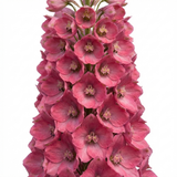 1 Delphinium Pixie Rose Rocket Hardy Perennial Plant, Cottage Garden Summer Flowering, 19cm Root-Ball