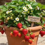 Set of 3 or 6 Large Plants - Strawberry Delizz Variety, Outdoor Garden Ready, 1L