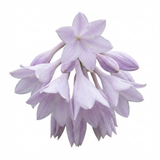 Set of 3 or 6 Large Hosta Plants - Atlantis Plantain Lily, Ready to Plant in Your Garden, 1L