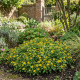 Set of 3 or 6 Large Plants - Sanvitalia Santiago Bright Yellow, Outdoor Garden Ready